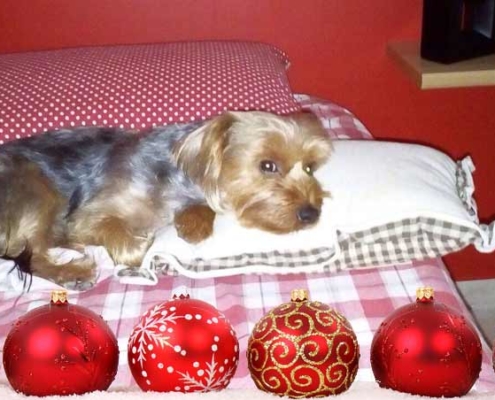 regalare un cane a natale